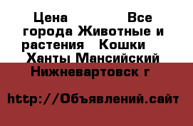 Zolton › Цена ­ 30 000 - Все города Животные и растения » Кошки   . Ханты-Мансийский,Нижневартовск г.